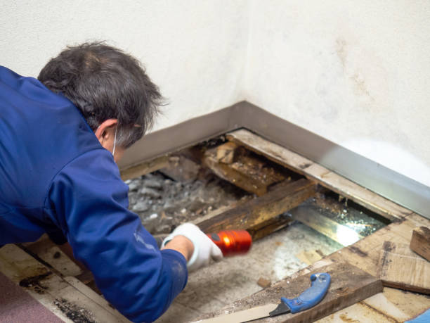 Live Oak, FL Mold Removal Company