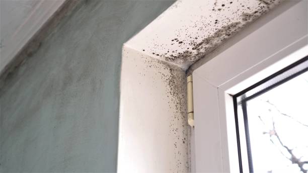 Best Crawl Space Mold Removal  in Live Oak, FL