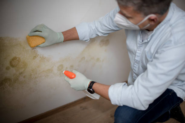 Mold Removal and Inspection in Live Oak, FL