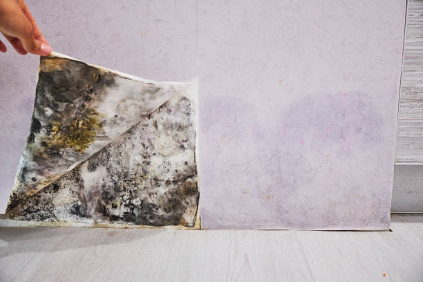 Mold Testing and Removal in Live Oak, FL